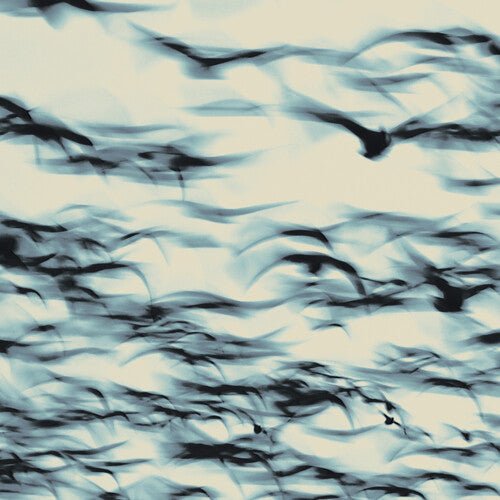 BELLBIRD - CALL - RECORD
