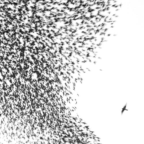 WILCO - SKY BLUE SKY - RECORD